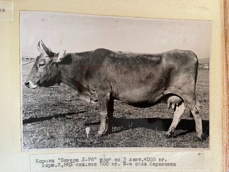 1950s АЛЬБОМ Крупного Рогатого Скота Армения; ARMENIA PHOTO ALBUM Cattle RUSSIAN
