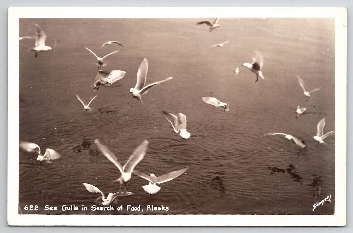 Alaska Sea Gulls In Search of Food  RPPC Sawyers Photo Postcard W21