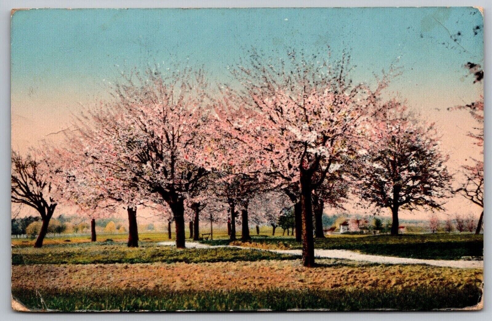 Park Flowers Trees Cancel 1913 Antique Pittsburgh Pennsylvania PM WOB Postcard