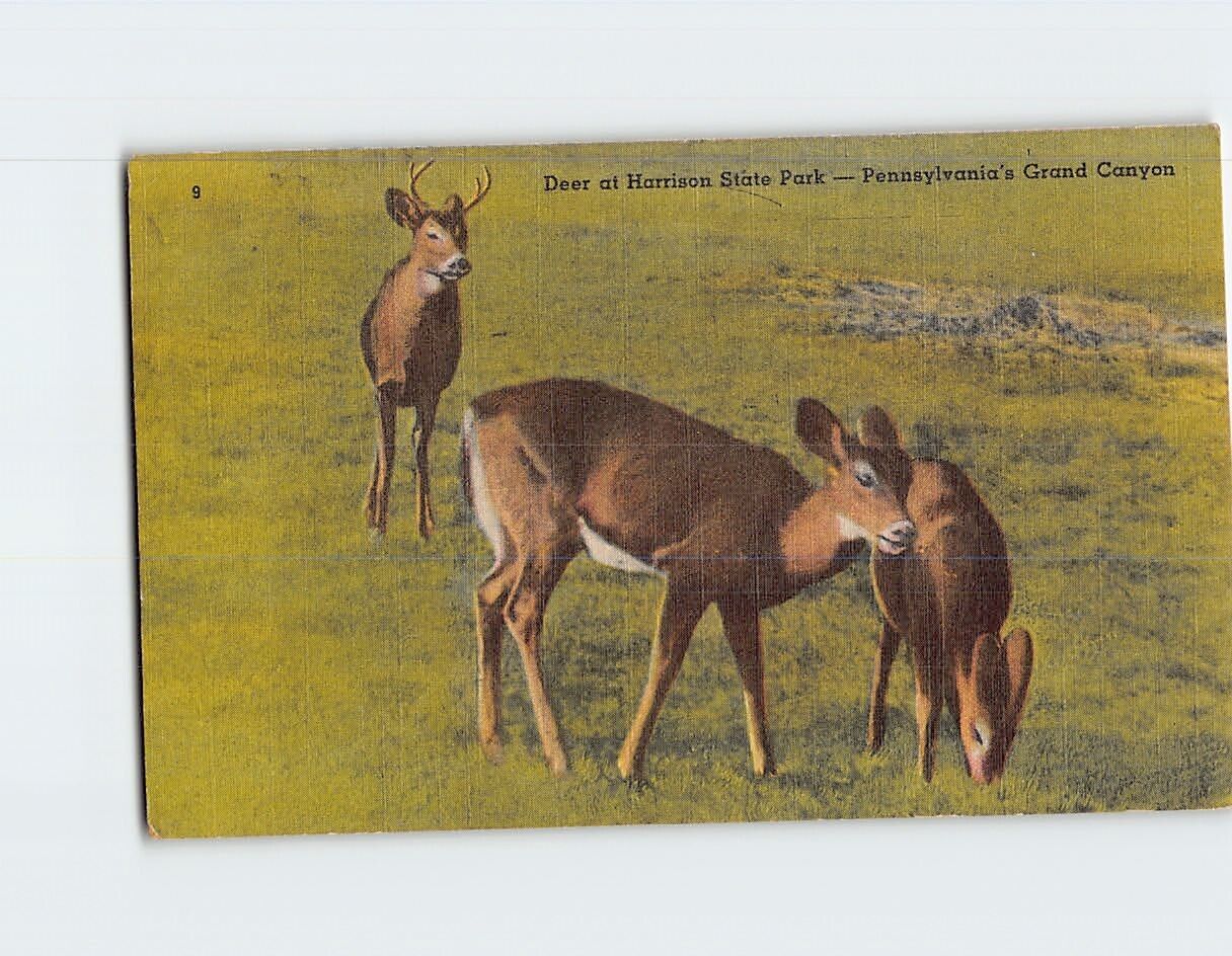 Postcard Deer at Harrison State Park Pennsylvania\'s Grand Canyon USA