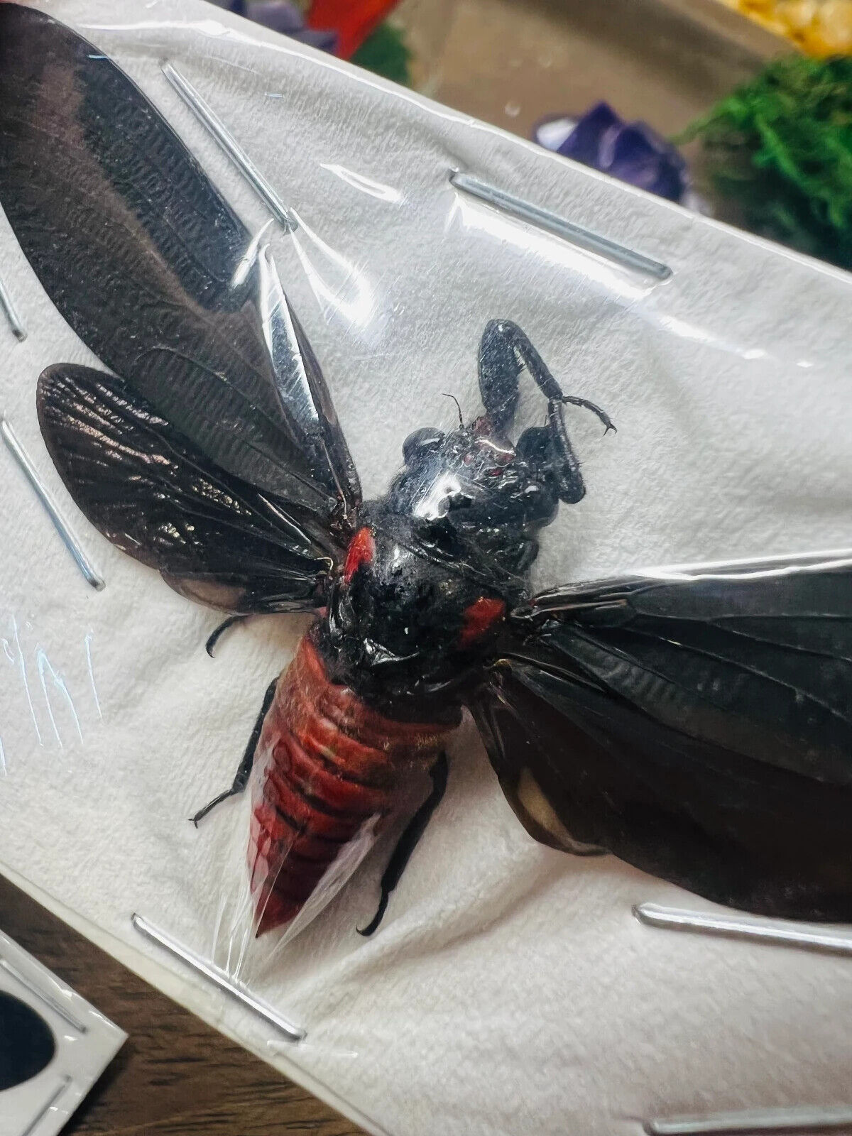 A1 Papered Specimen Spread and Ready to mount. Black and Red Cicada Huechys sang