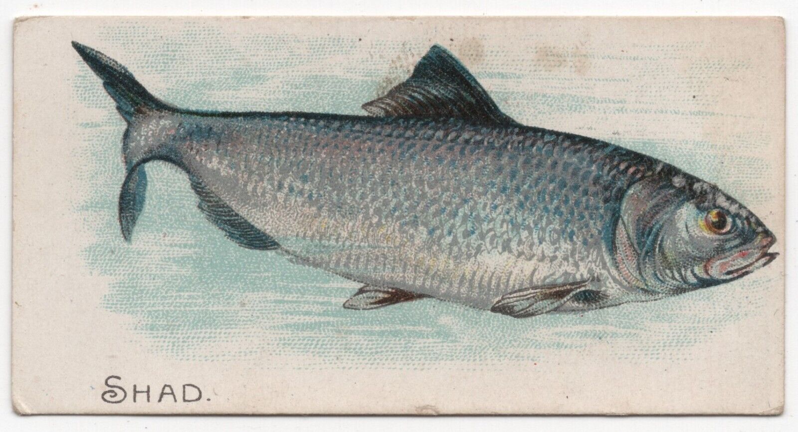 1920s Shad Fish Card E32 Philadelphia Caramels Like Allen & Ginter N8 Tobacco