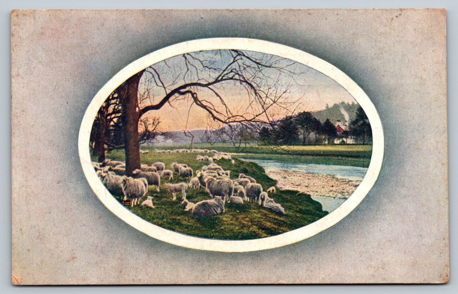 Vintage Postcard 1910\'s Group of Sheep Drove Flock Animals Forest Illinois ILL