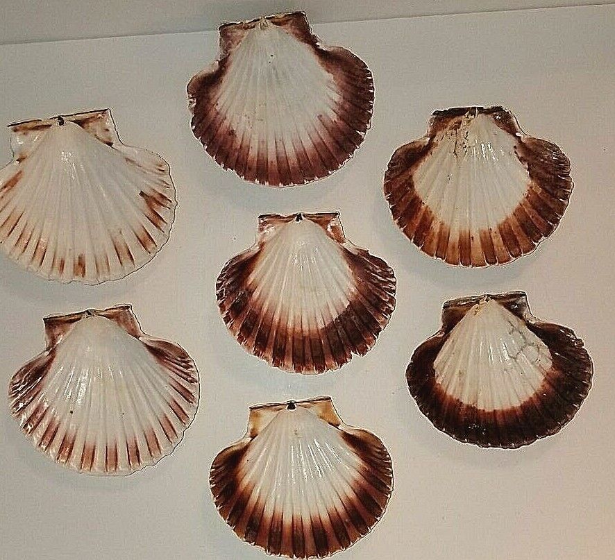 Lot of 7 Natural Scalloped Fan Shaped Half Clam Seashells 5.25\
