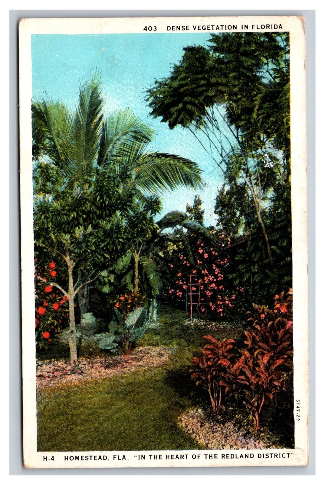 Vintage 1920s Postcard Homestead Florida Heart of Redland District