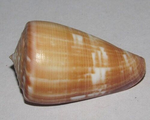 42 mm Conus Venulatus Cone seashell From Boavista Island, Cape Verde Shell #3