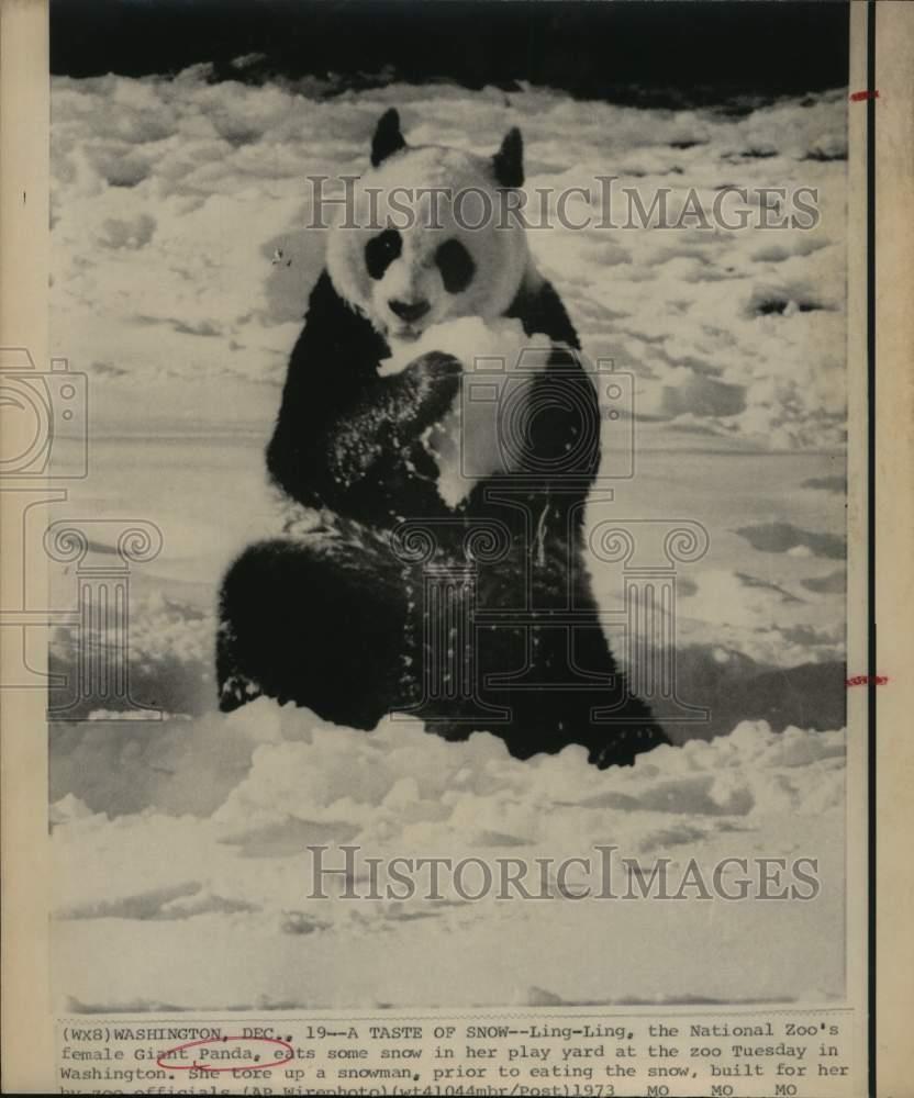 1973 Press Photo Ling-Ling, Giant Panda eats snow at National Zoo in Washington
