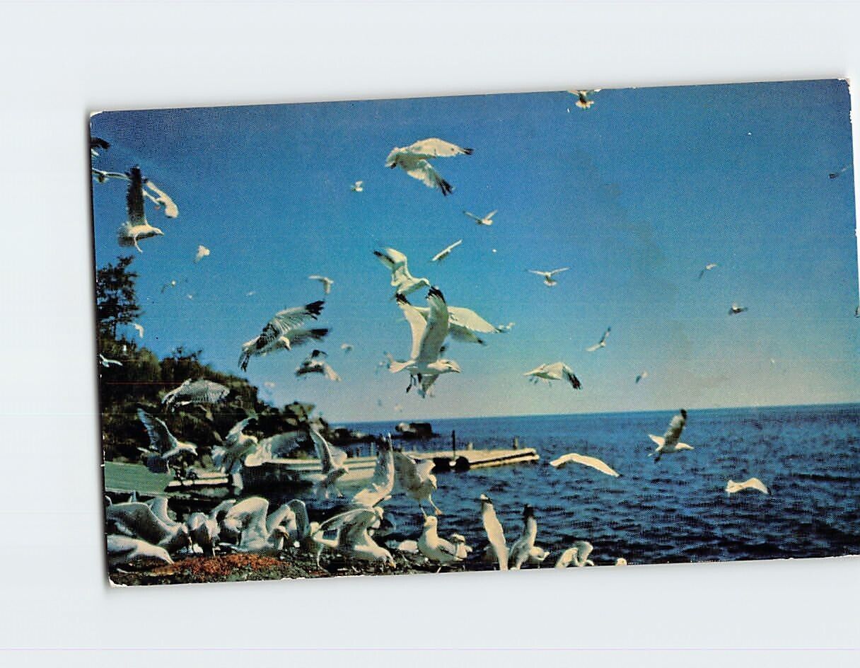 Postcard Sea Gulls along the North Shore Lake Superior USA