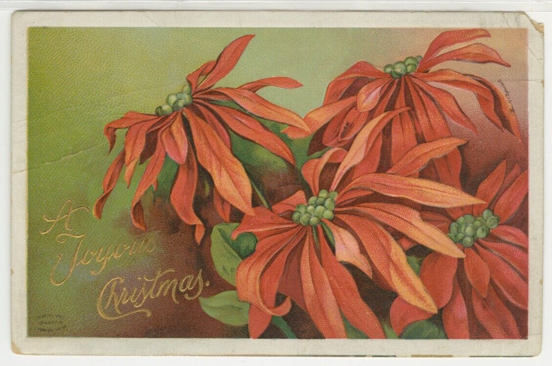 Christmas Postcard A Joyous Christmas Poinsettia Flowers vintage c1910s G11