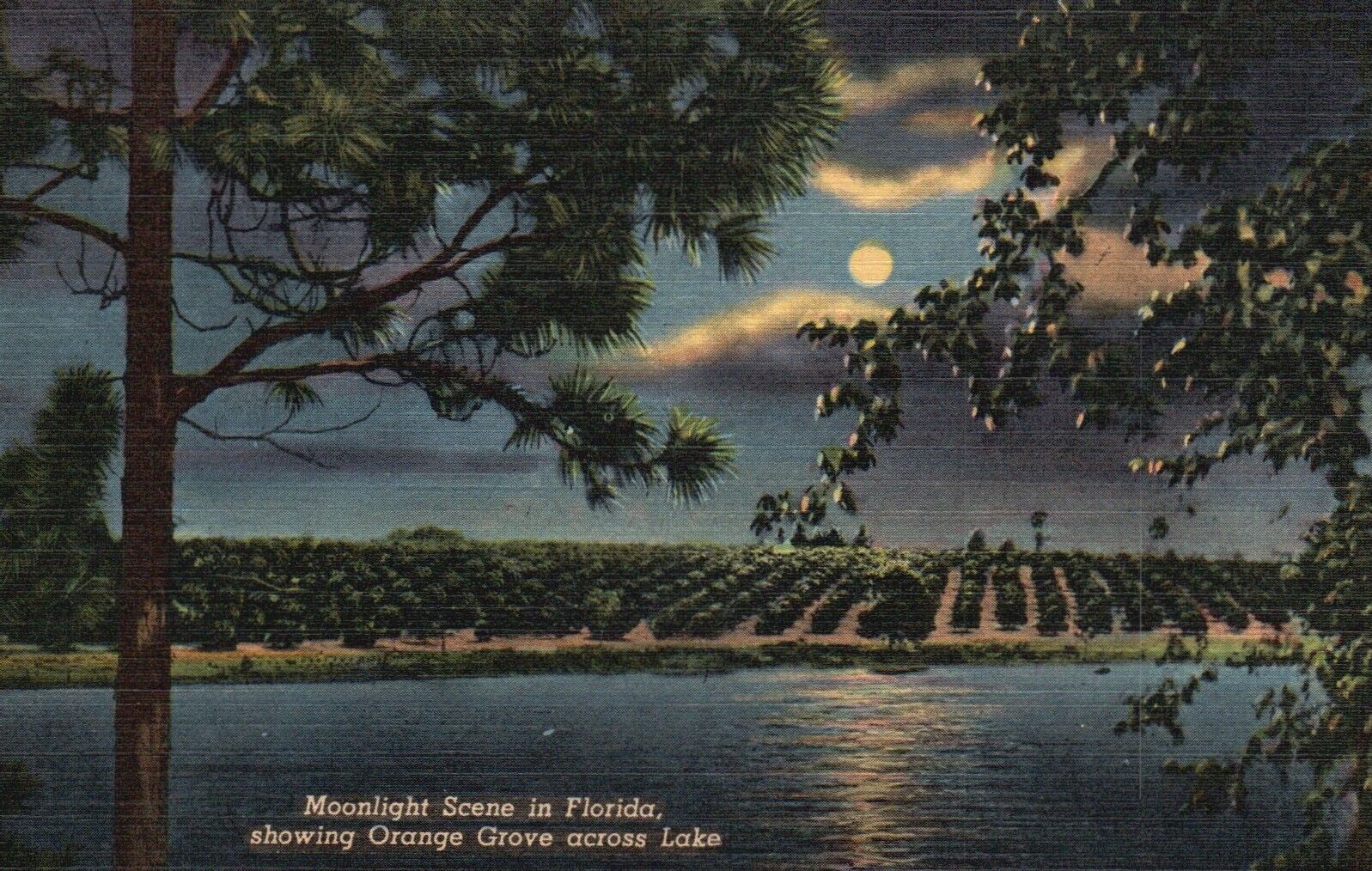 Postcard FL Florida Moonlight Scene Orange Grove across Lake Vintage PC J547
