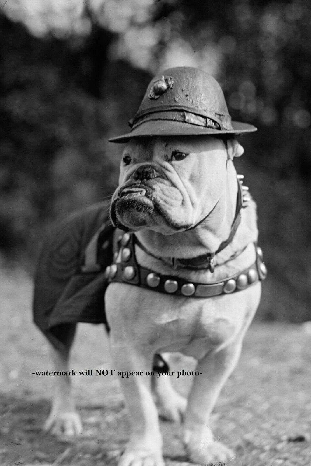 1925 First Marine Corps Mascot Dog PHOTO Sgt Major Jiggs, Bulldog USMC WWI 
