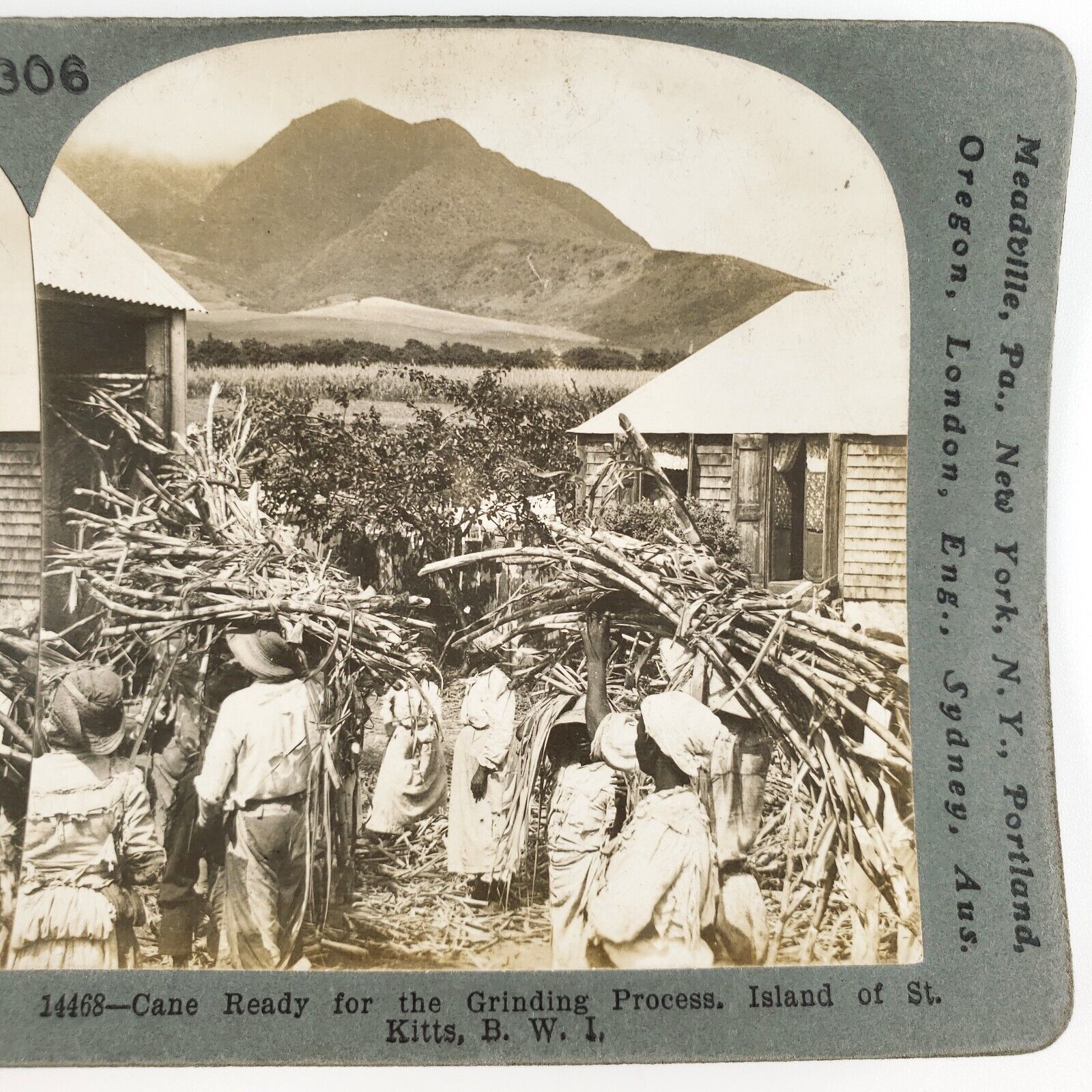 Saint Kitts Sugar Cane Stereoview c1903 Caribbean West Indies Farmers Photo H866