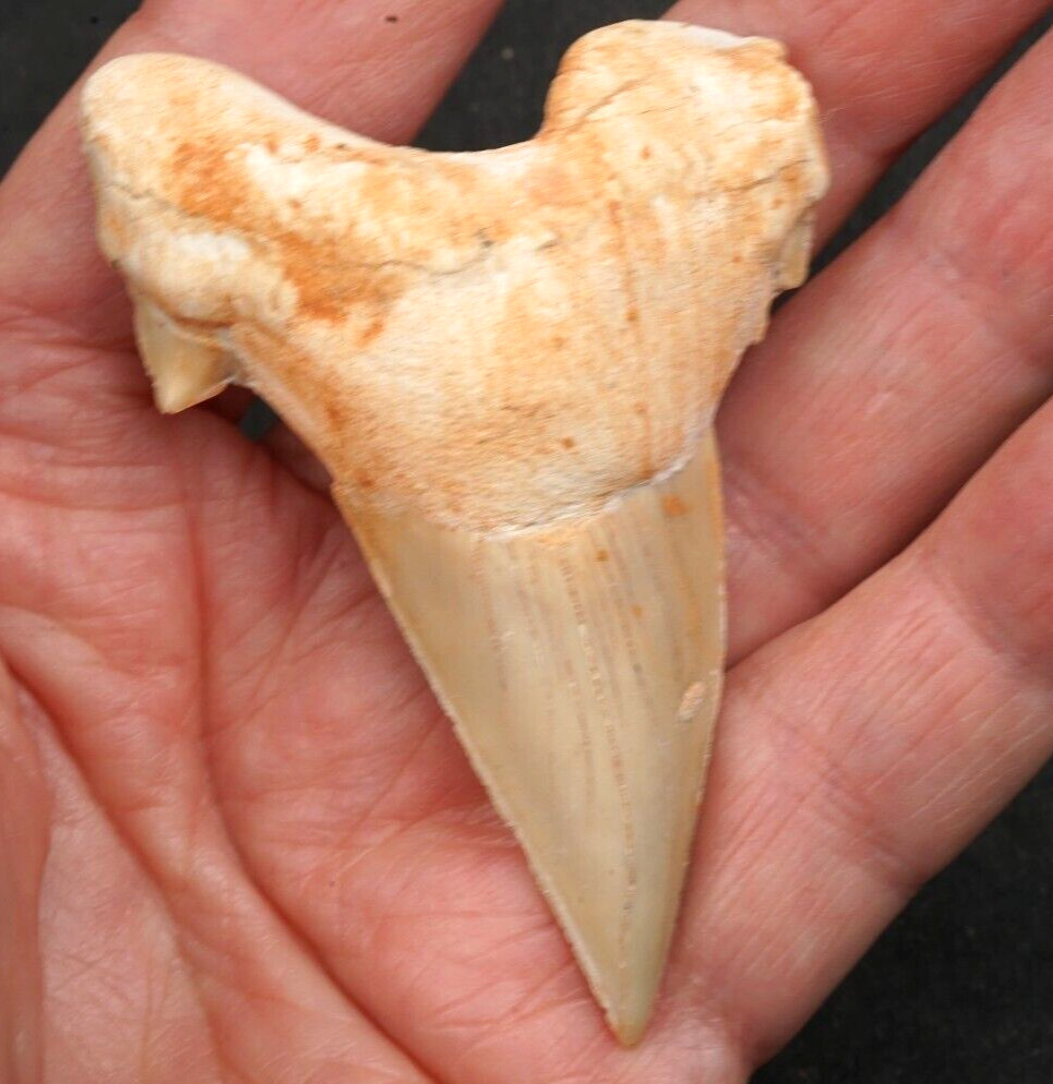 Large OTODUS Shark Tooth 2.79\