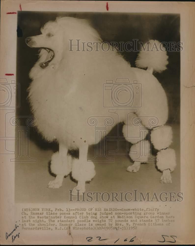 1952 Press Photo Champion Poodle at Westminster Kennel Club Dog Show, New York