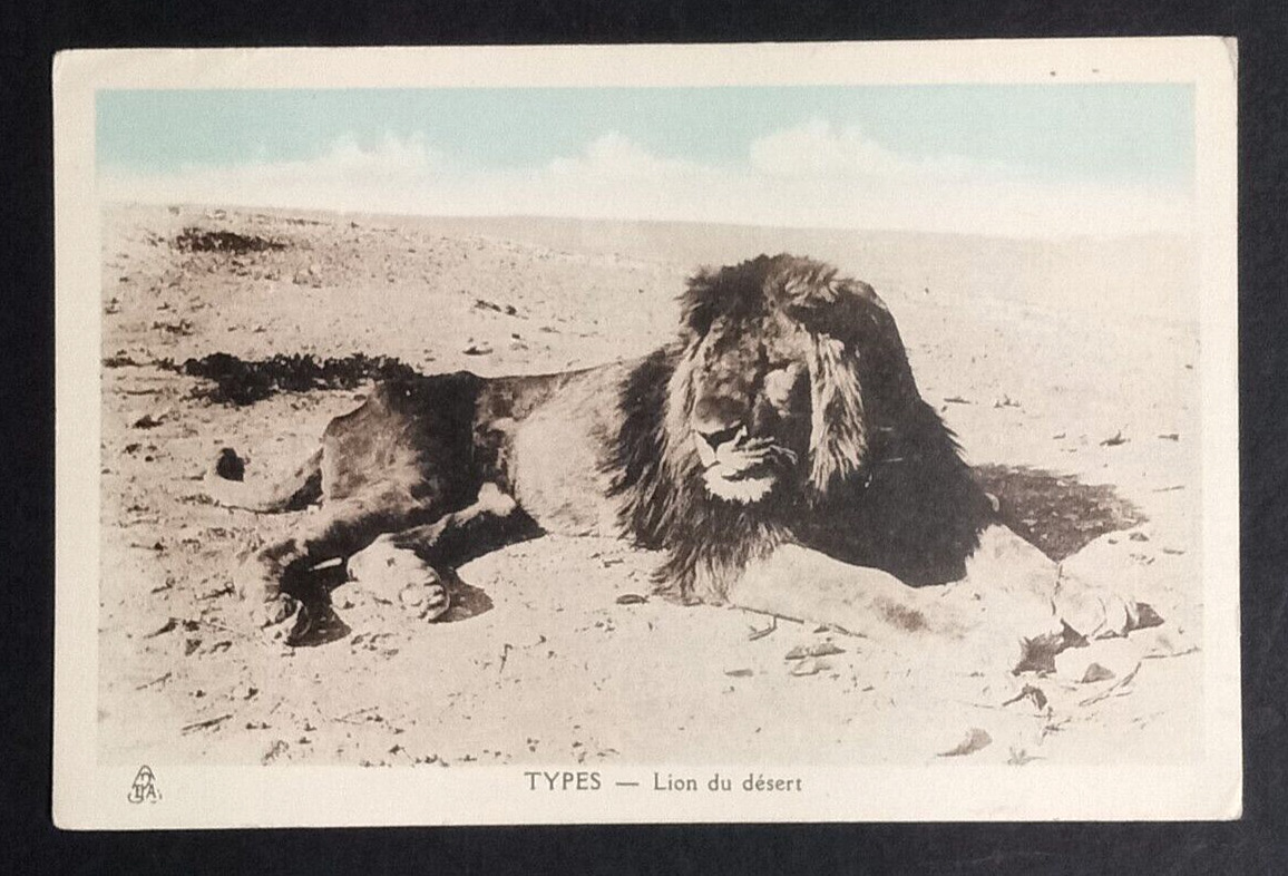 African Lion on Desert Alger Algiers Algeria Africa UNP Postcard c1920s