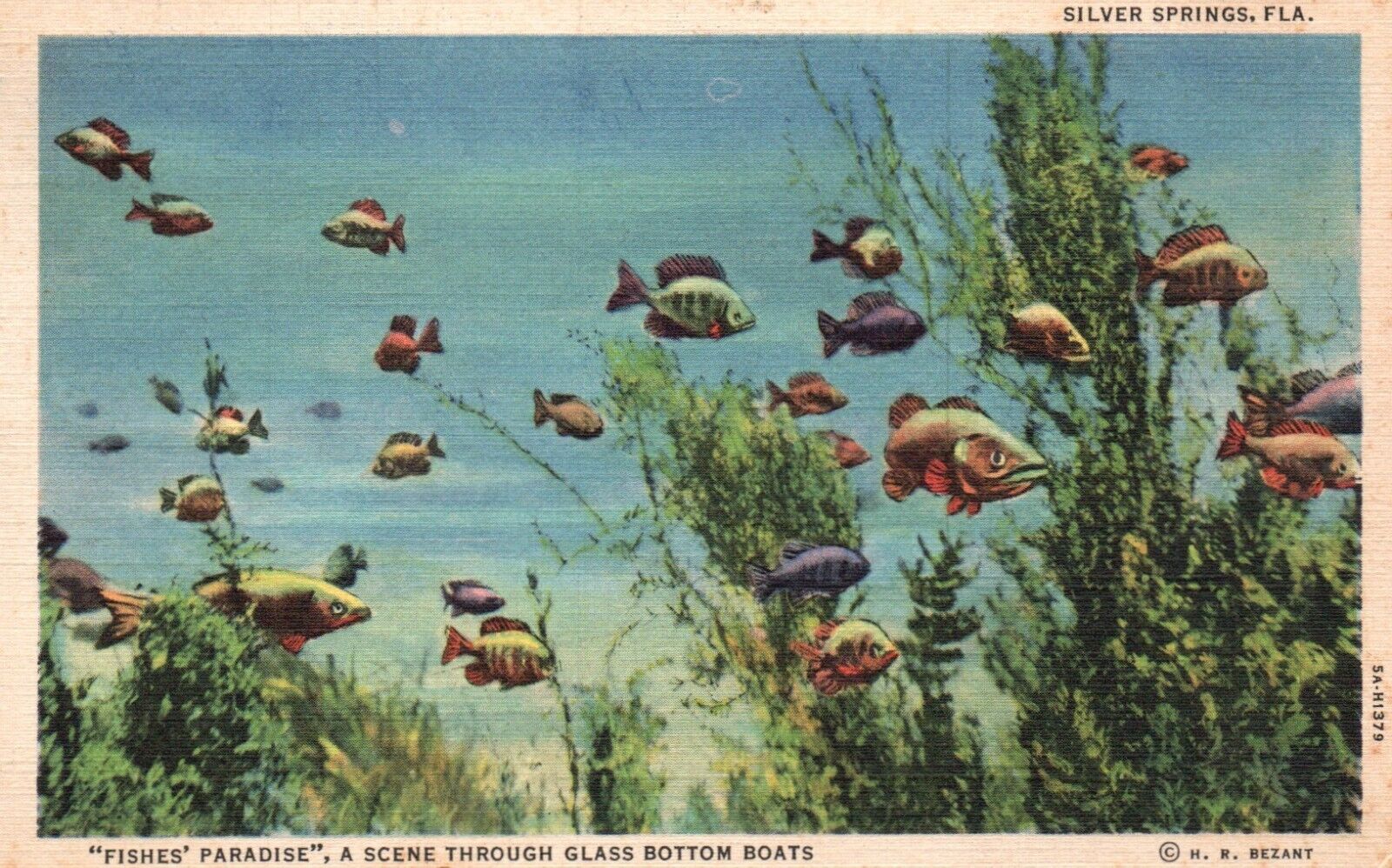 Postcard FL Silver Springs Fishes Paradise thru Glass Bottom Boat Linen PC H2301