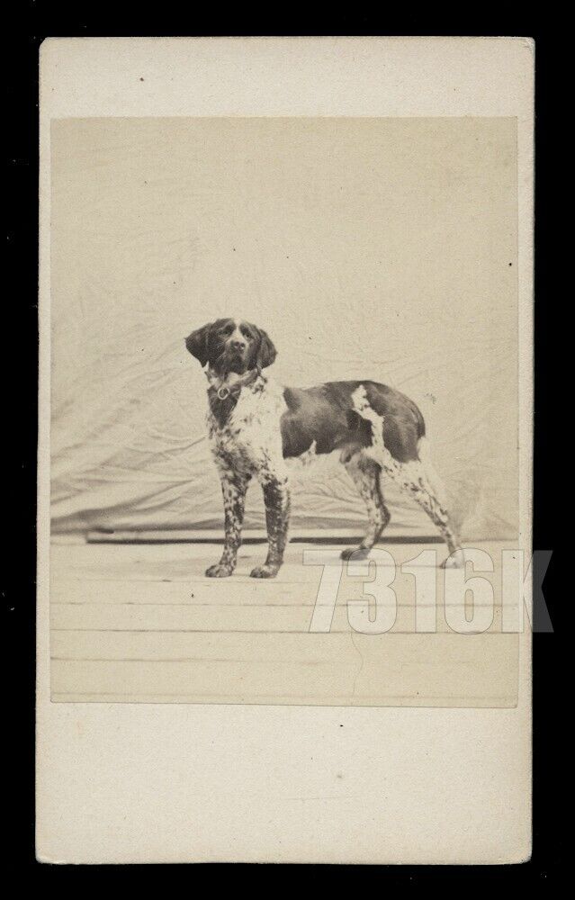 Excellent 1860s CDV English Springer Spaniel Dog Antique Photograph 1800s