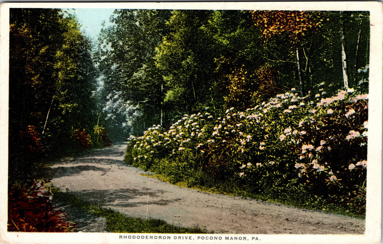 Postcard Rhododendron Drive Pocono Pa. 