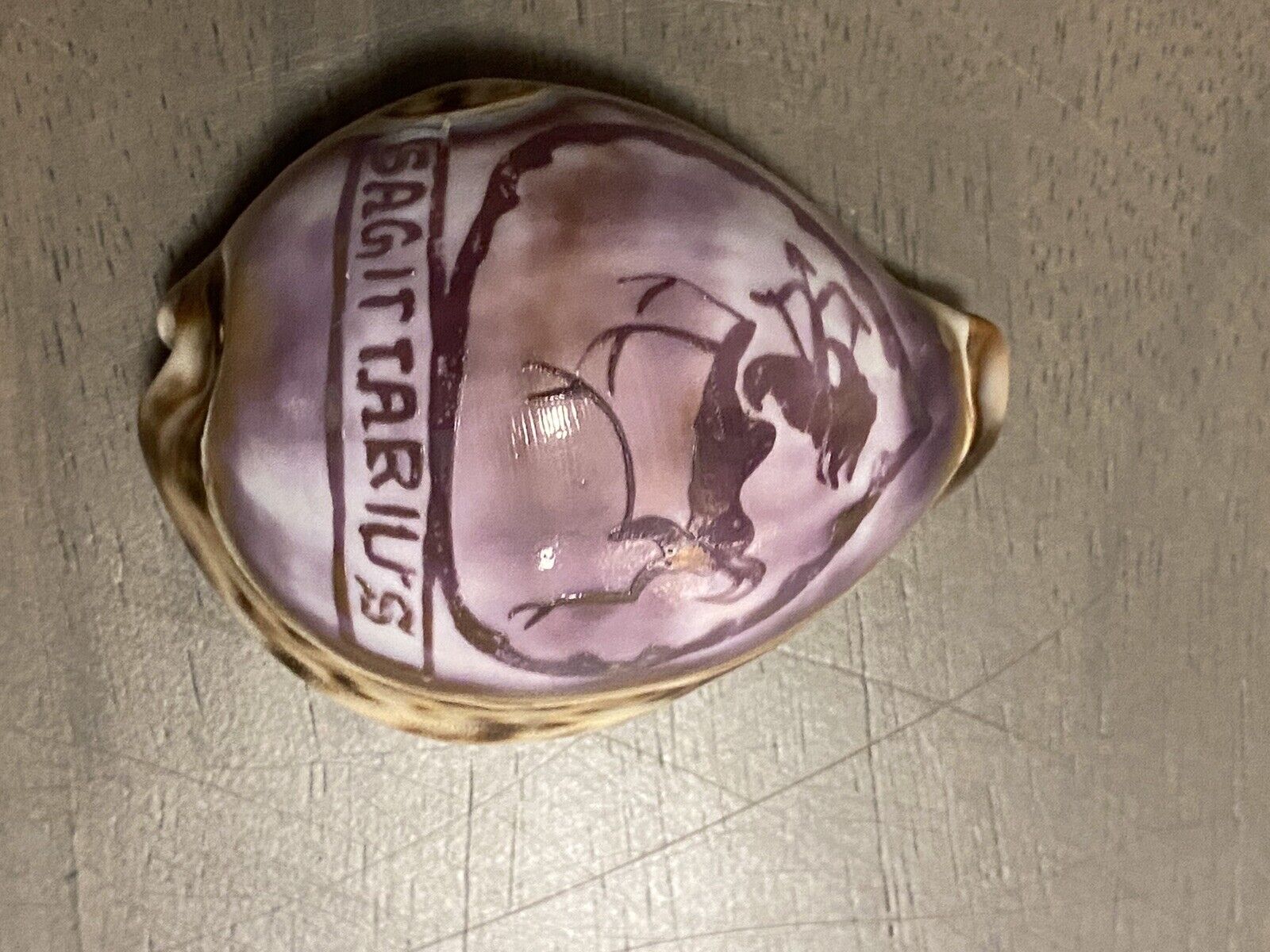 Vintage Purple Sagittarius Cowrie Sea Shell Souvenir - 