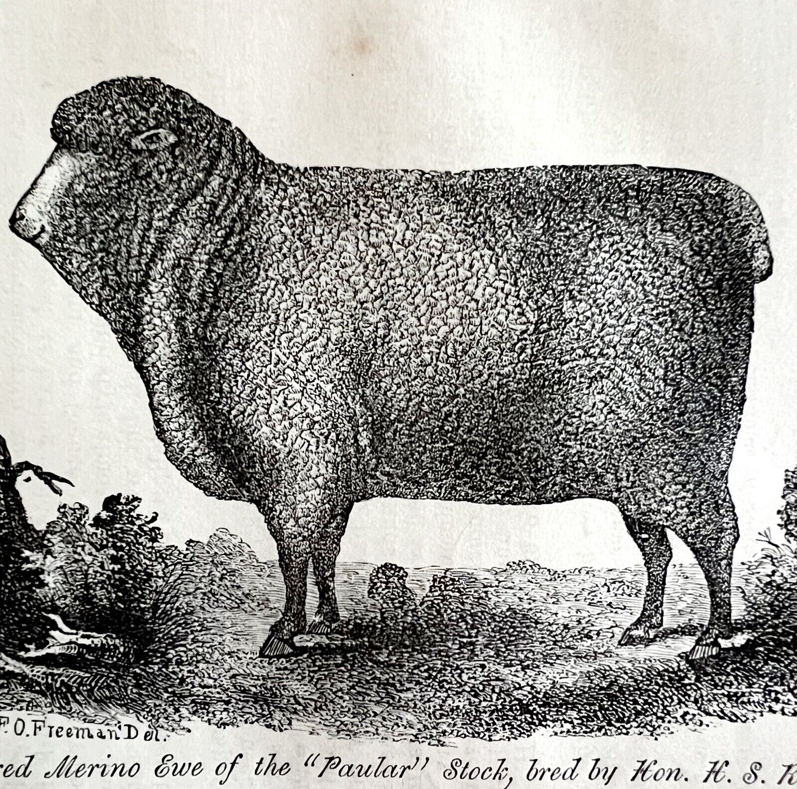 Paular Stock Merino Ewe Cortland NY 1863 Victorian Agriculture Animals Art DWZ4A