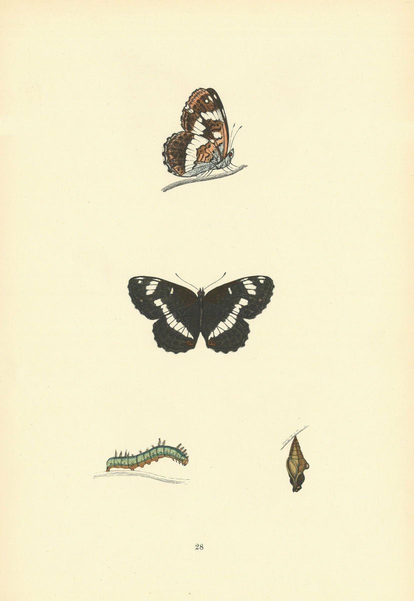 BRITISH BUTTERFLIES. White Admiral. MORRIS 1893 old antique print picture