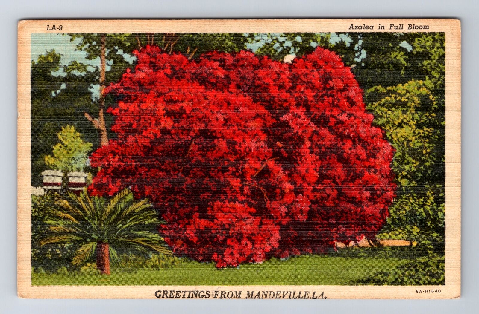Mandeville LA-Louisiana, General Greetings, Azalea\'s in Bloom, Vintage Postcard