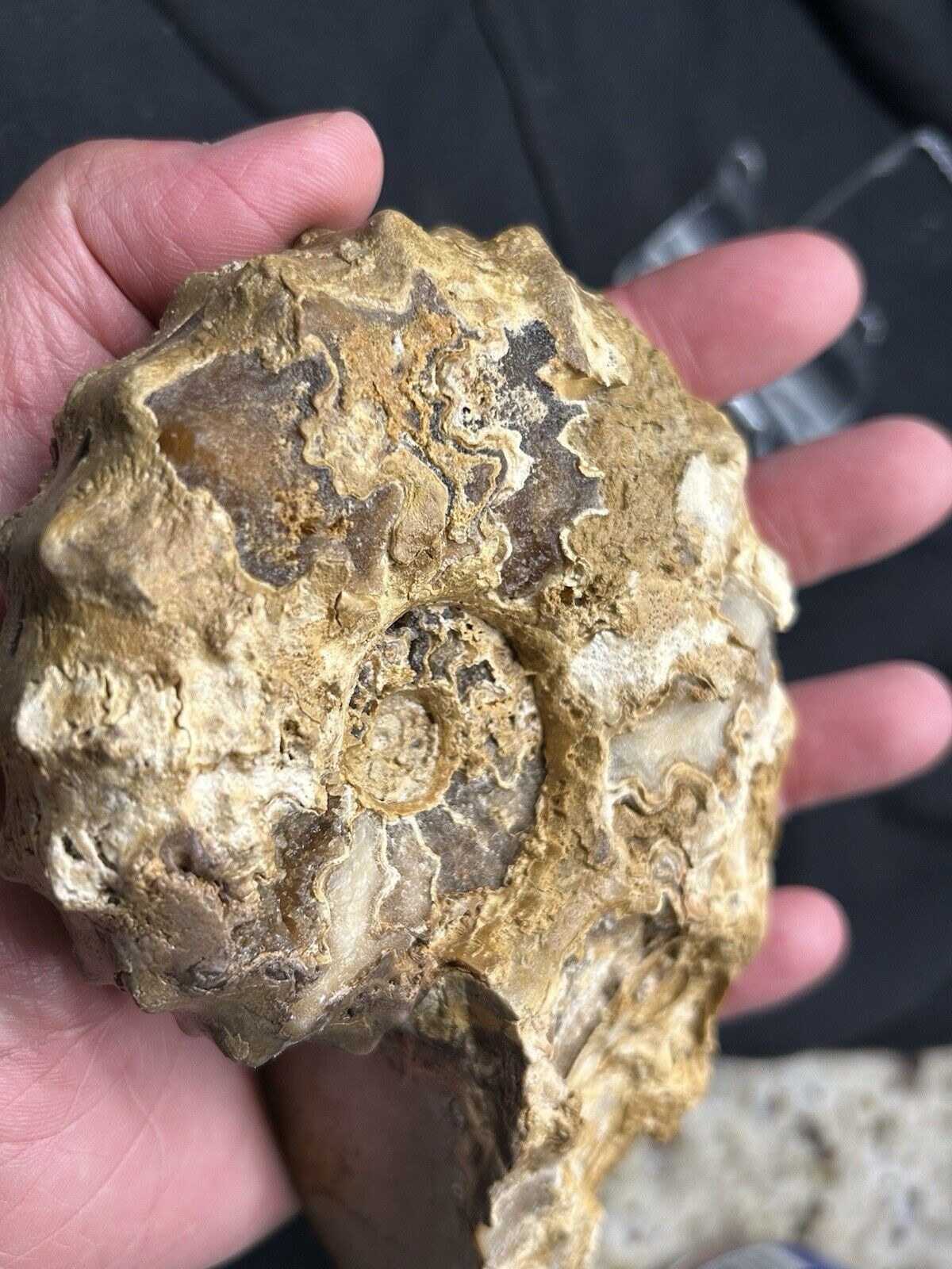 Big 6” Rare Texas Fossil Woodbine Ammonite Conlinoceras Tarrantense, WITH STAND