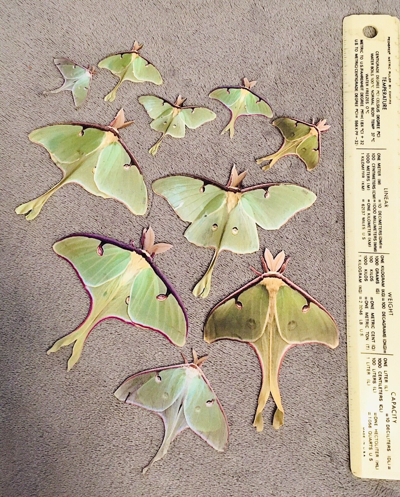 Luna Moth Stickers 10 Homemade Photograph New Peel Stickers Insect Bug Life-size