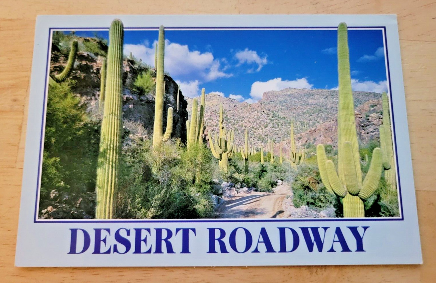 Postcard Desert Roadway Through The Saguaros