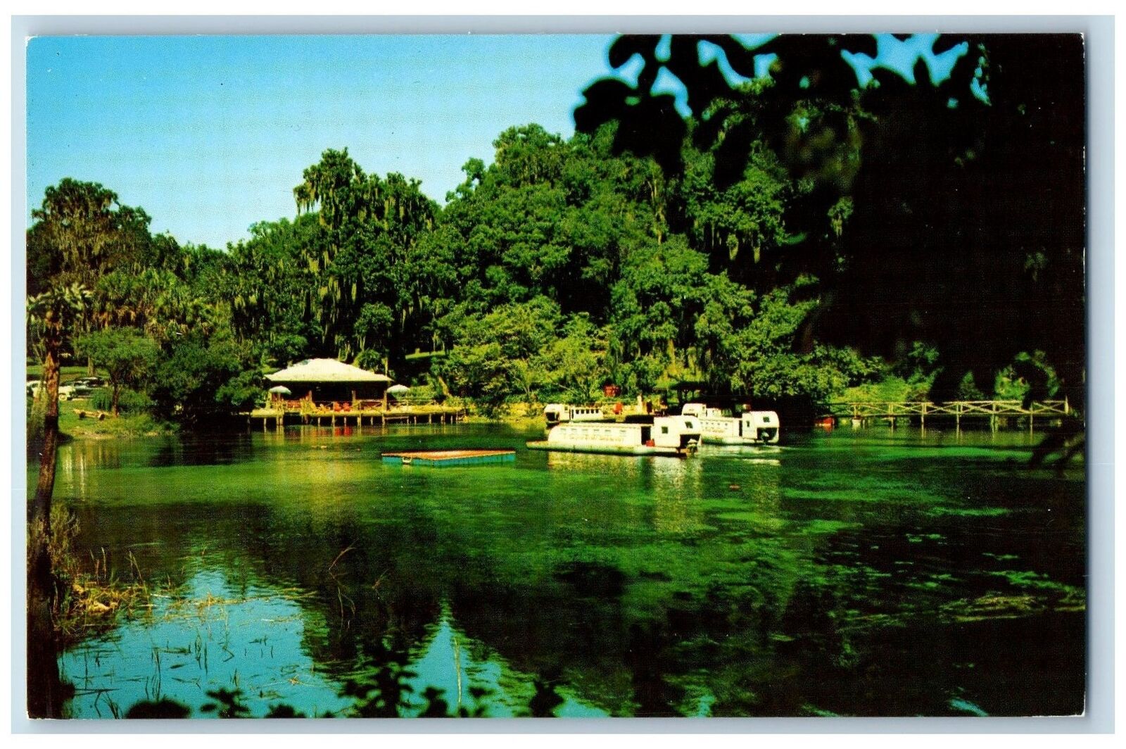 c1950's Rainbow Springs Amazing Underwater Wonderland Dunnellon Florida Postcard