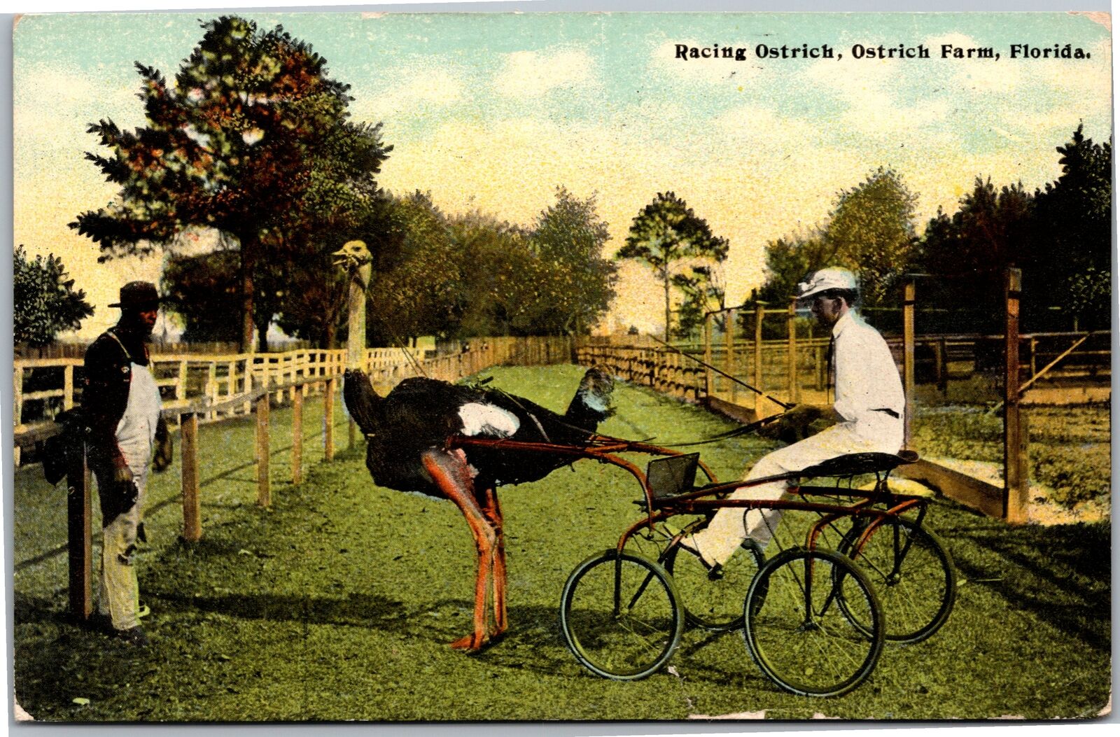 Postcard FL Ostrich Farm - Racing Ostrich