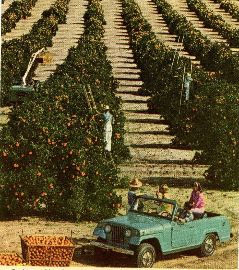1960\'s Vintage Picking Florida Golden Oranges in The Winter Old Car Postcard T1