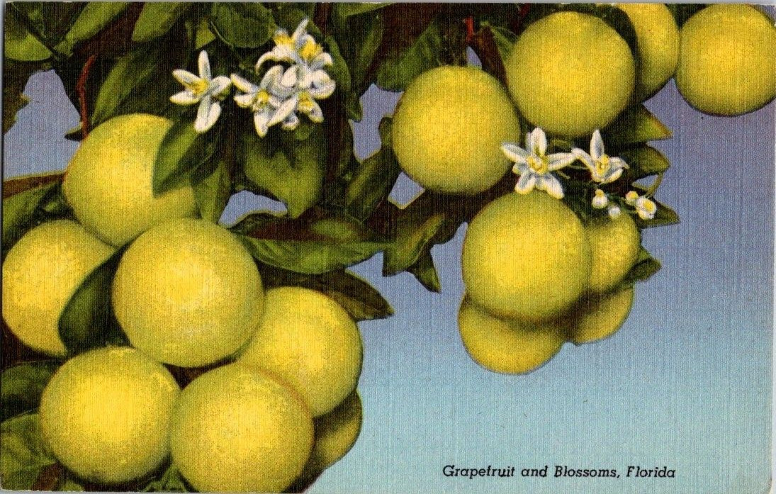 Grapefruit and Blossoms Florida FL Vintage Linen Postcard