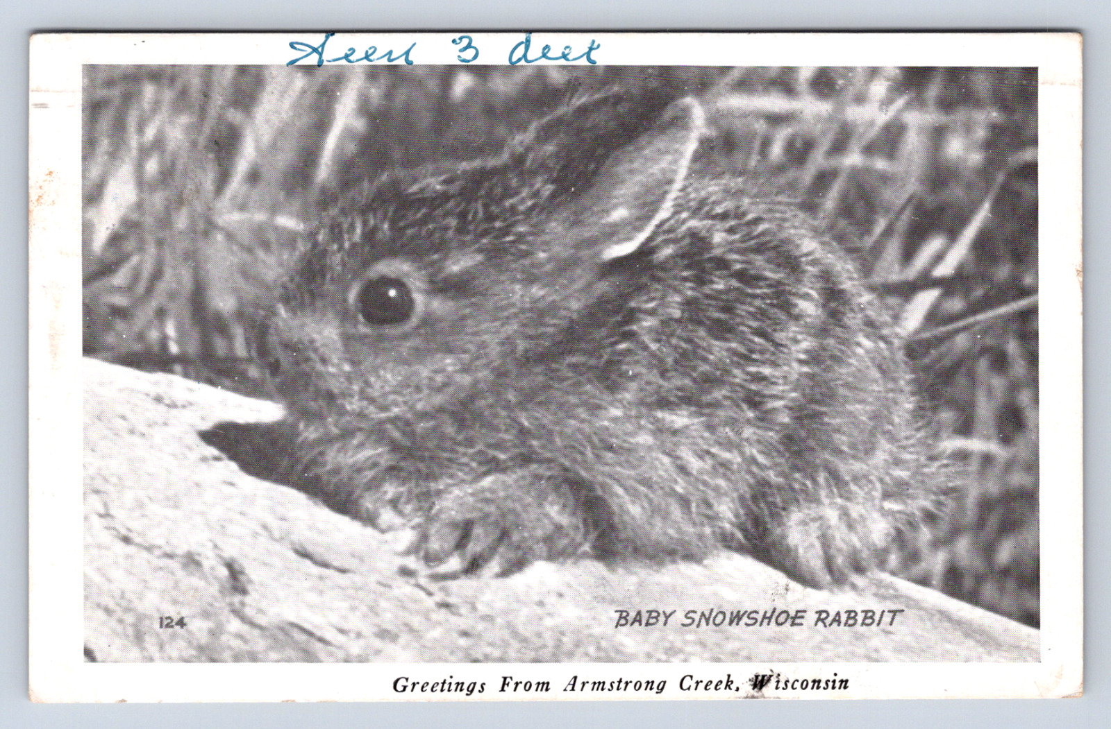 Vintage Postcard Armstrong Creek Wisconsin Baby Snowshoe Rabbit