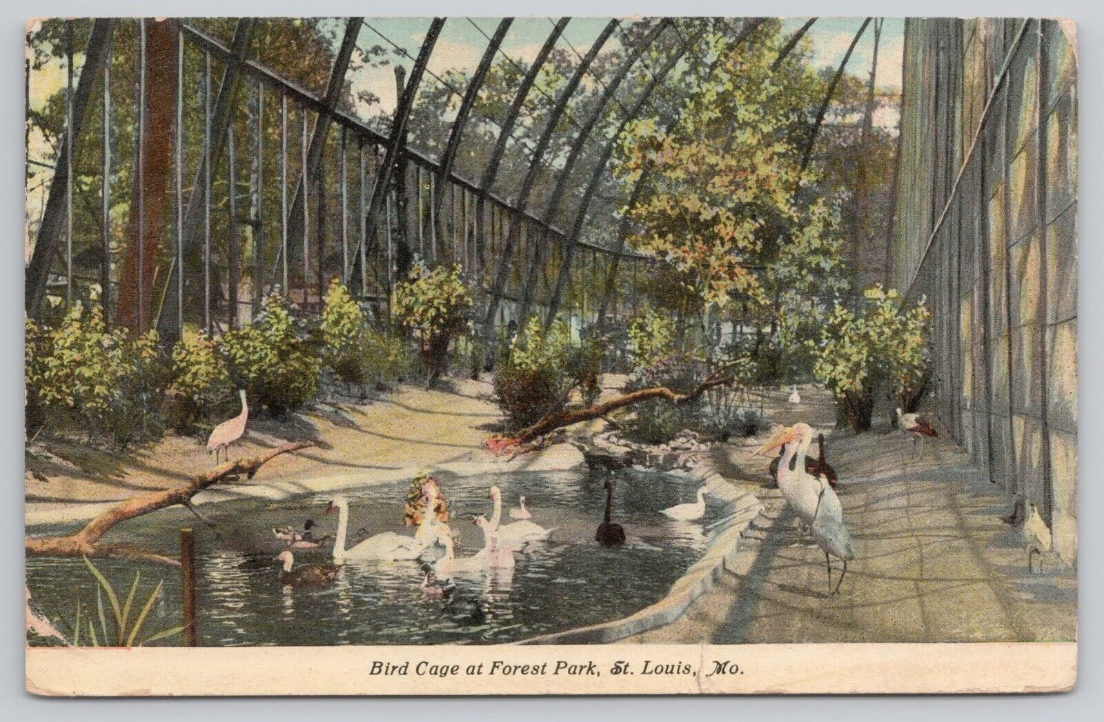Postcard Bird Cage at Forest Park St Louis Missouri MO Swans Pelican Ducks 1911