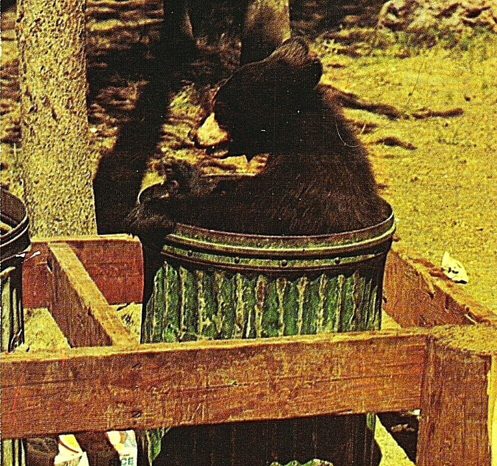 Vtg Chrome Postcard Yellowstone National Park Wyoming Bear Cub in Trashcan UNP