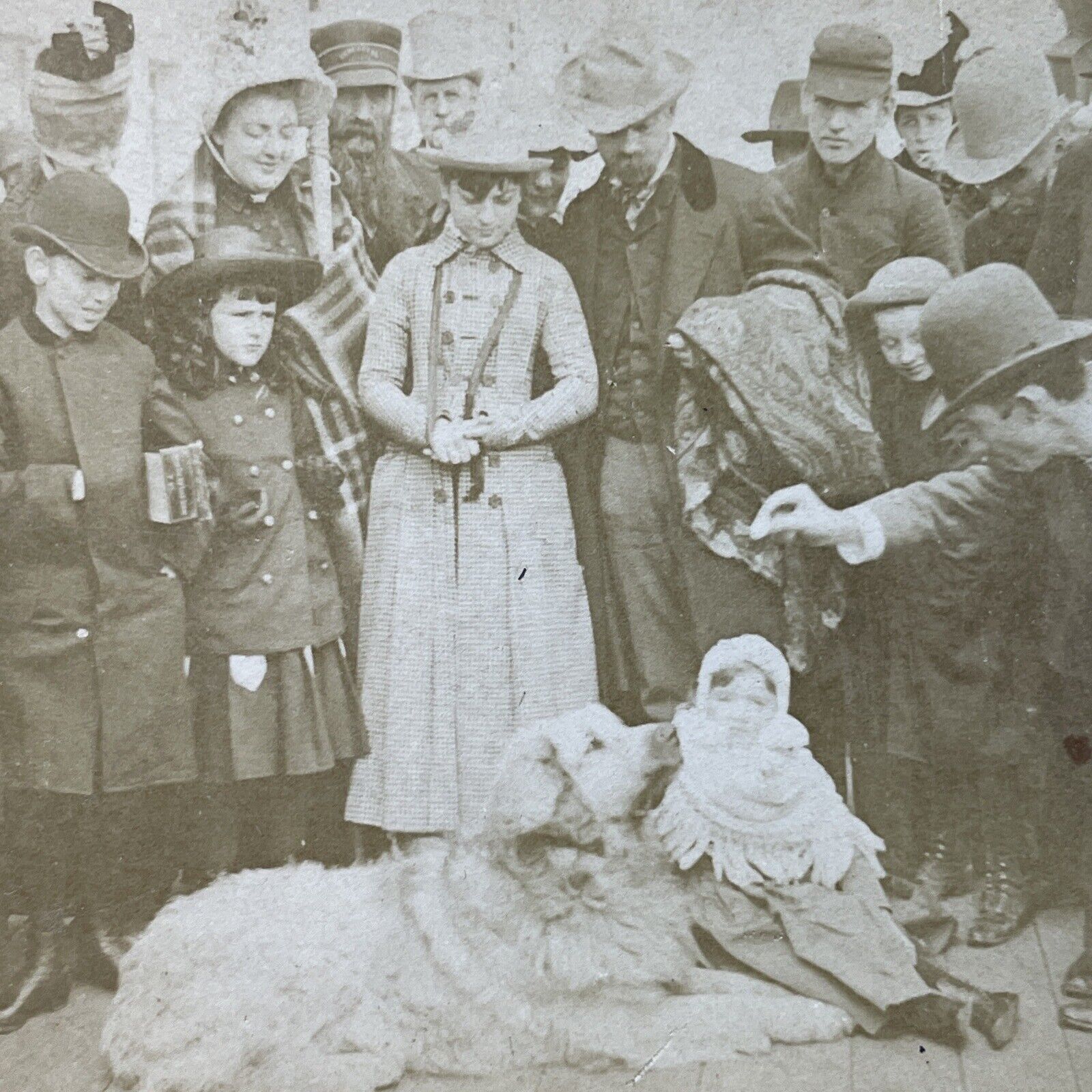 Antique 1887 Crowd Feeds A Golden Retriever Dog Stereoview Photo Card P2918