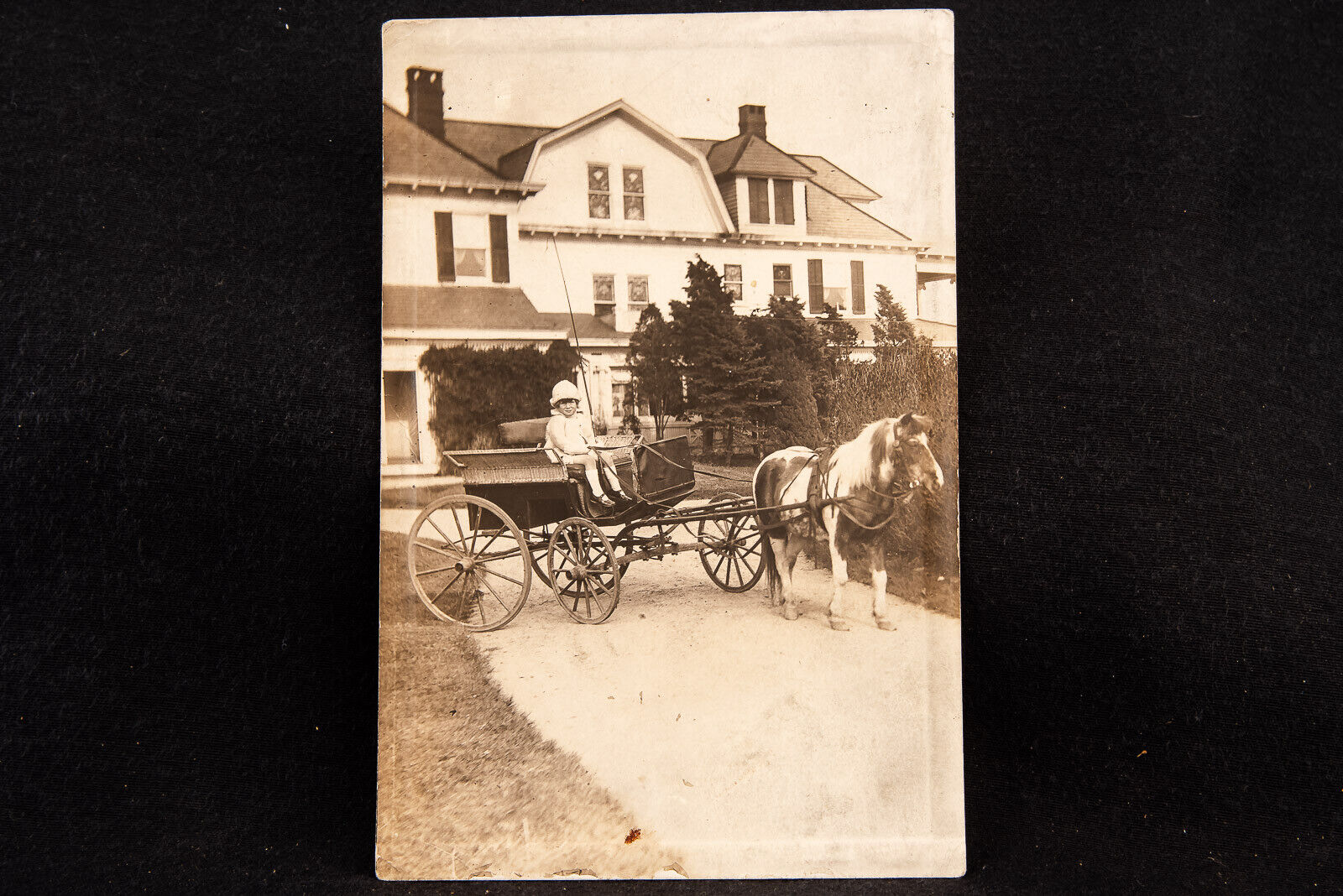 Young Child with Mini Horse and Carriage Antique Black & White Photo V15