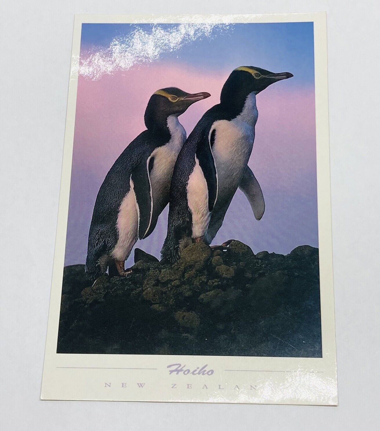 Vintage Postcard Hoiho Yellow Eyed Penguins New Zealand Endangered Species P2