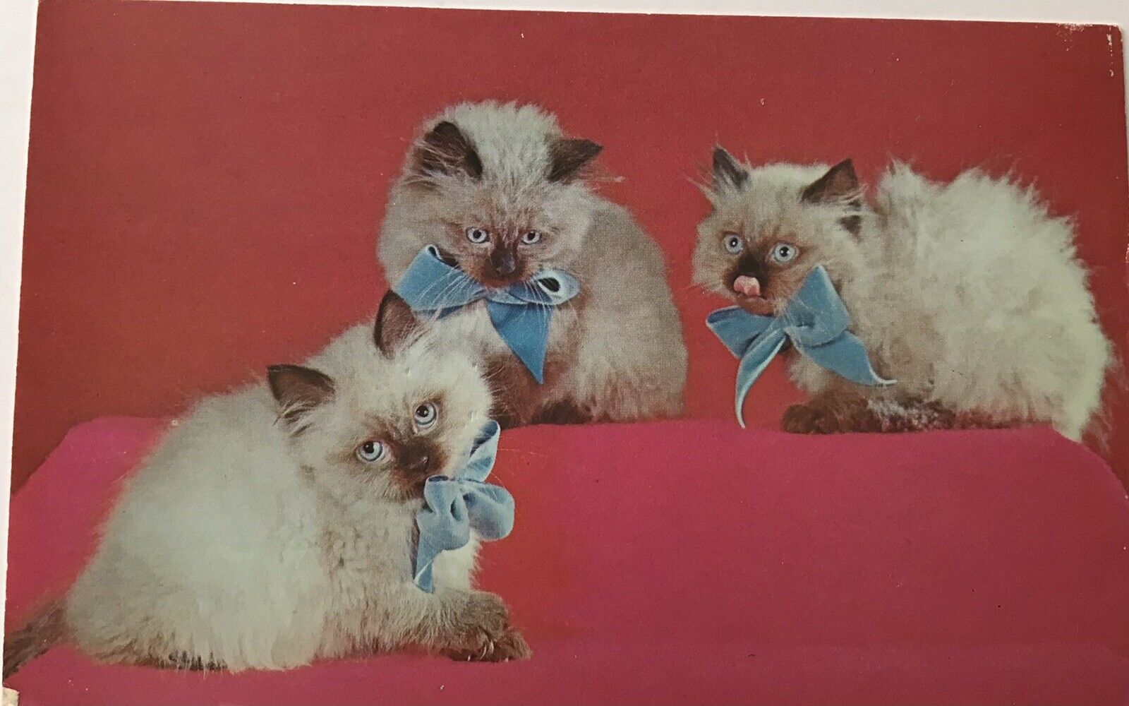 Postcard~Little Himalayan Kittens Beautiful Blue Eyes 151