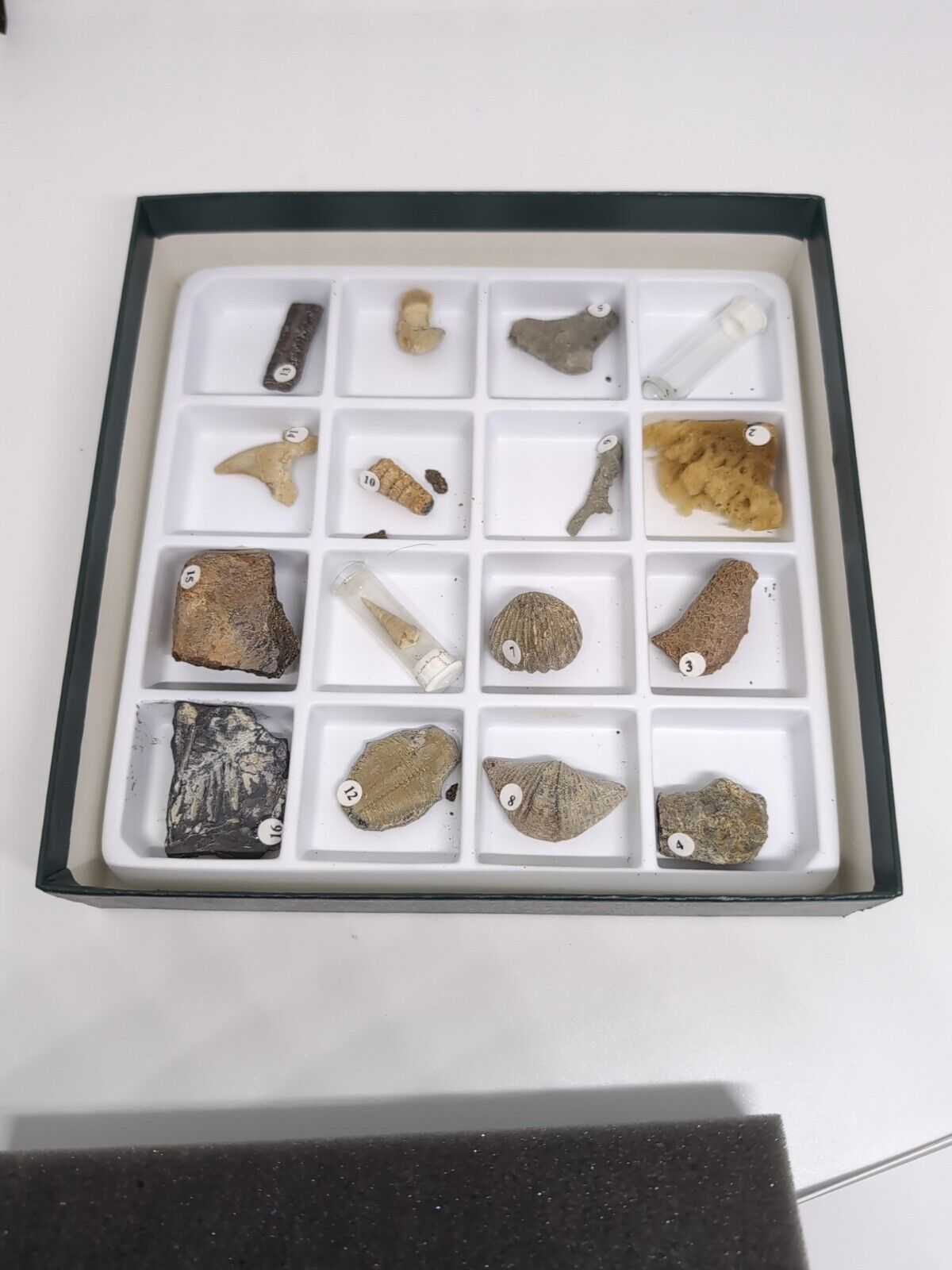 Ward\'s Natural Science - Paleontology - Fossil Specimens 16 Specimens