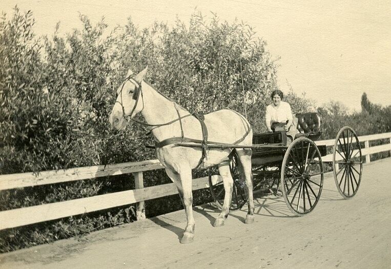 AB981 Original Vintage Photo WOMAN IN HORSE PULLED BUGGY, MULE? c Early 1900\'s