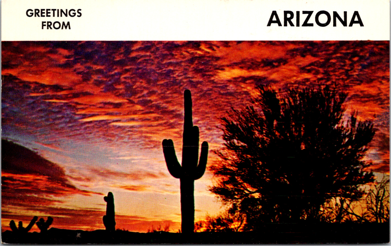 Arizona Desert Sunset Greetings Saguaro Cactus Vintage C. 1964 Postcard