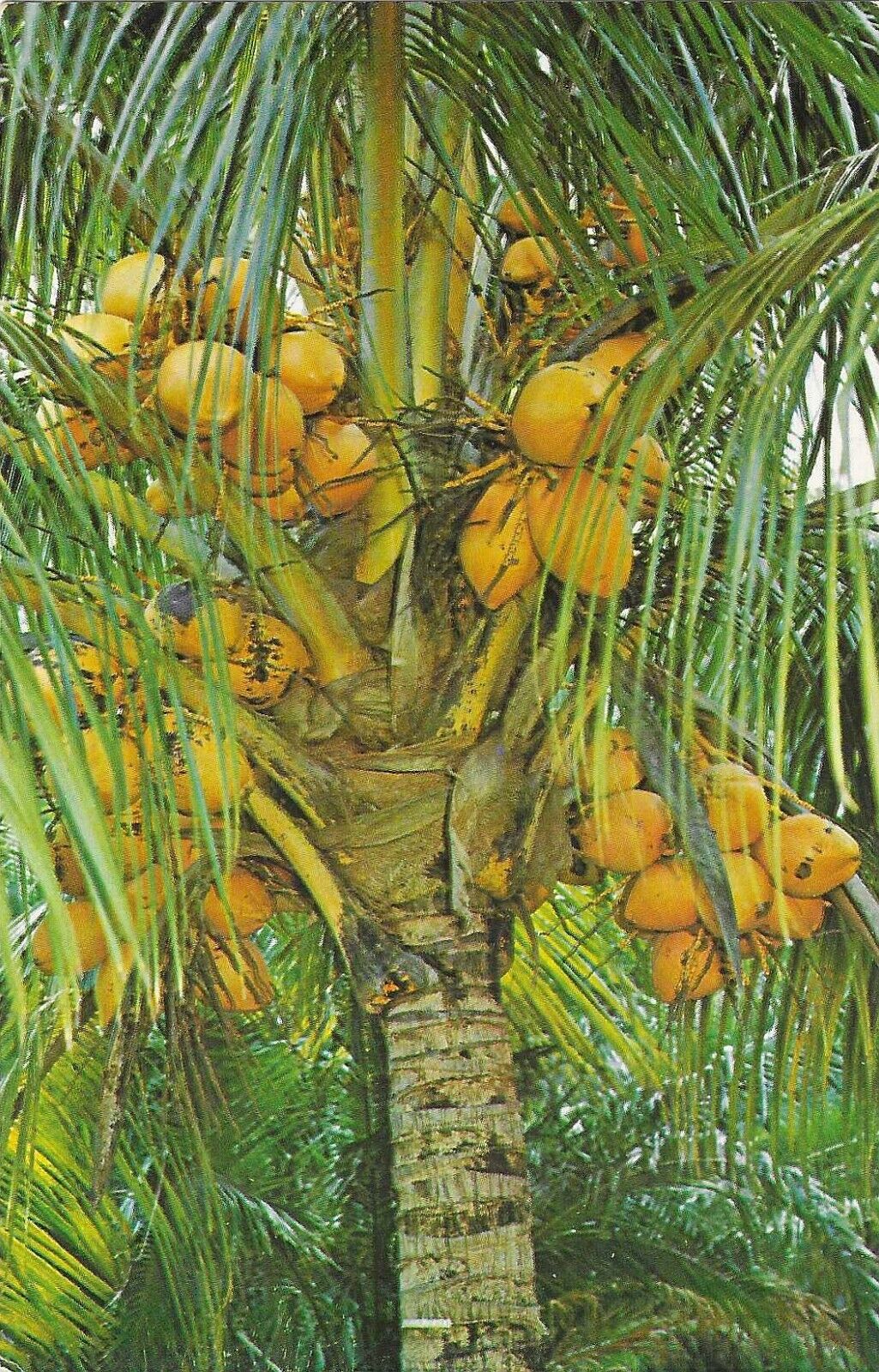 Vintage Florida Chrome Postcard Coconut Palm Trees  Loaded with Fruit
