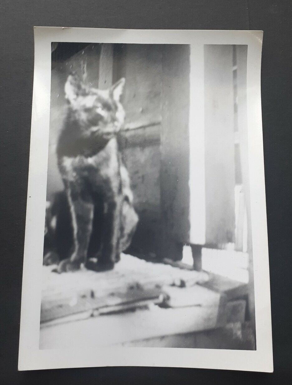 BLACK CAT photo 1950s vintage pet animal KITTY Kodak image picture shadow cute
