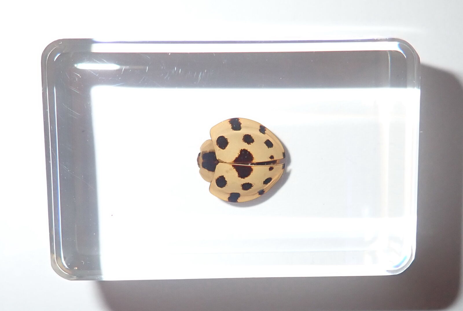 13 Star Golden Ladybird Beetle Synonycha grandis Clear Education Insect Specimen