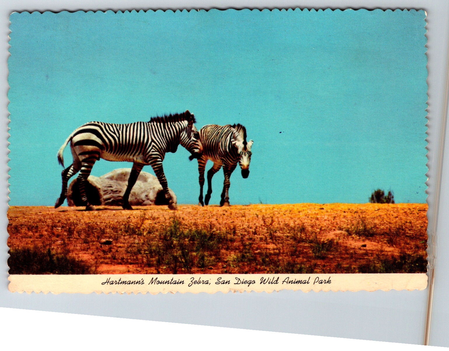 c1980s Hartmann\'s Mountain Zebra San Diego CA Park Continental Postcard