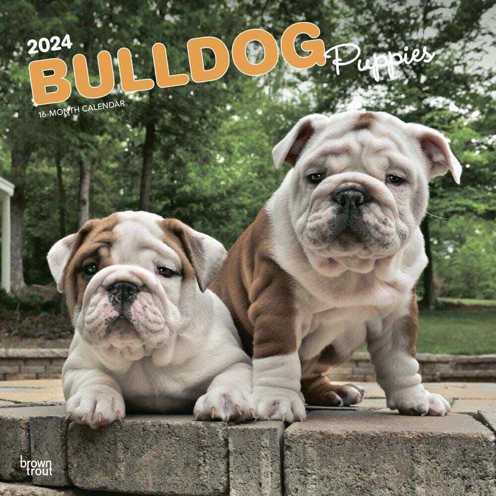 Browntrout,  Bulldog Puppies 2024 Wall Calendar