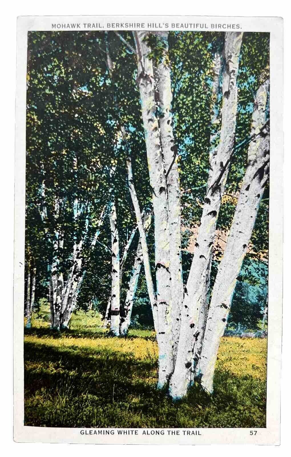 Massachusetts MA Berkshire Hills Birches Mohawk Trail Gleaming White Postcard