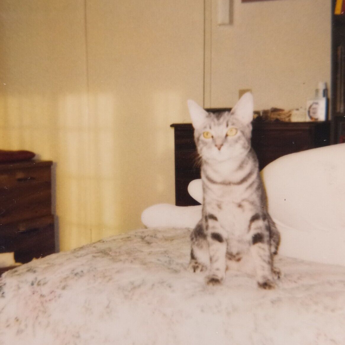Vintage Polaroid Photo Adorable Cat On Bed Bedroom Cute Pet Found Art Snapshot
